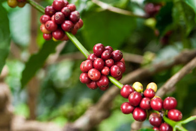 Giá cà phê hôm nay 9/2: Arabica tiếp tục tăng, thế giới ghi nhận thiếu hụt nguồn cung