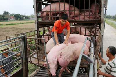 Giá lợn hơi hôm nay 13/3/2021: Đà giảm chững lại, cao nhất đạt 77.000 đồng/kg