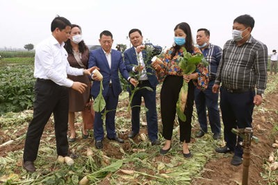 Sở Công Thương Hà Nội hỗ trợ người dân Mê Linh đẩy nhanh tiêu thụ nông sản
