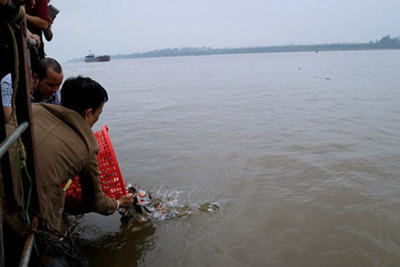 Đề nghị Bộ Công an điều tra vụ phóng sinh cá chim trắng vào sông Hồng