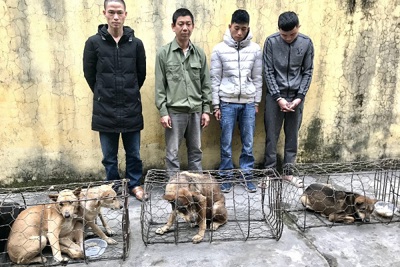 Hà Tĩnh: Gây ra hàng chục vụ trộm chó trên địa bàn, 4 đối tượng bị bắt giữ