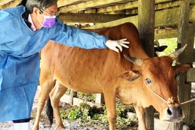 Nhập khẩu khẩn cấp hàng triệu liều vaccine phòng bệnh viêm da nổi cục trên trâu, bò