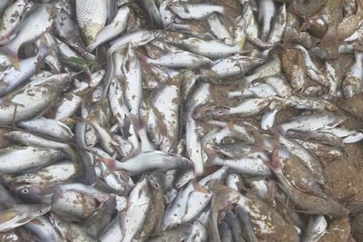 Nghệ An: Truy tìm nguyên nhân cá chết nổi nhiều trên sông Con