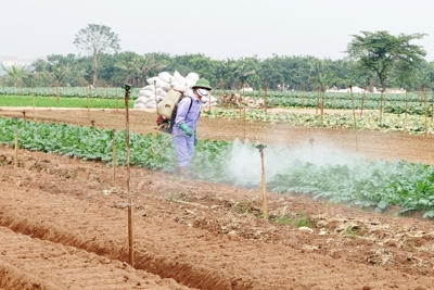 Mê Linh siết quản lý thuốc bảo vệ thực vật: Bảo đảm nông sản an toàn, chất lượng