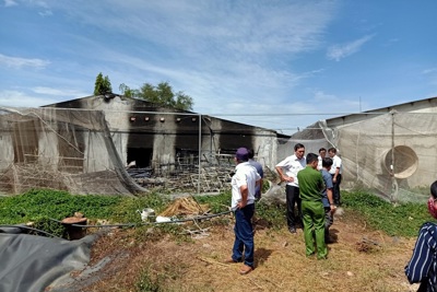 Diễn biến vụ chôn lậu 138 con lợn chết hôi thối ở Đồng Nai: Chủ trại nuôi lợn khai gì?
