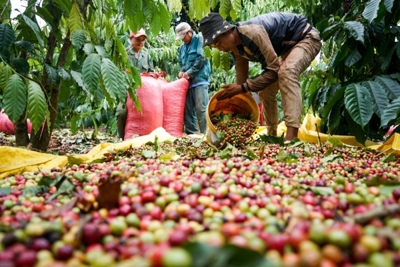 Giá cà phê hôm nay 14/2: Kon Tum và Gia Lai tăng cao nhất, cà phê trong nước áp sát mốc 32 triệu đồng/tấn