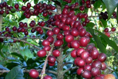 Giá cà phê hôm nay 27/11: Cà phê Robusta tăng vọt, trong nước cùng vượt mốc 33 triệu đồng/tấn