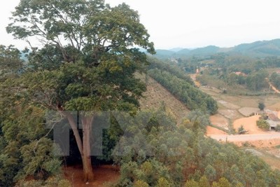 Cây Lim xanh nghìn năm ở Yên Thế trở thành Cây di sản Việt Nam