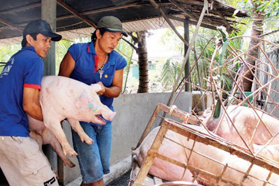 Giá lợn hơi hôm nay 6/1: Tiếp tục tăng, cao nhất đạt 81.000 đồng/kg