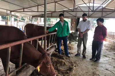 Phòng, chống bệnh viêm da nổi cục trên gia súc: Đừng để “mất bò mới lo làm chuồng”