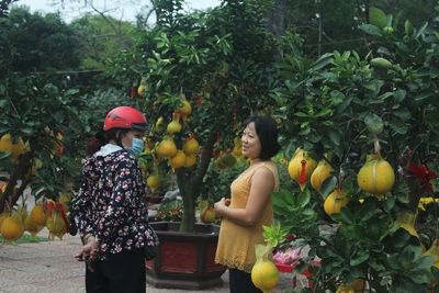 TP Hồ Chí Minh: Bưởi vàng Hà Nội giá hàng chục triệu đồng/cây hút khách