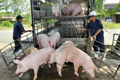 Giá lợn hơi hôm nay 27/2/2021: 2 miền Bắc - Nam tiếp tục giảm