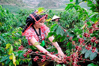 Giá cà phê hôm nay 27/2: Dứt chuỗi tăng ấn tượng, Robusta vẫn trên đỉnh, trong nước còn mốc 33.000 đồng/kg
