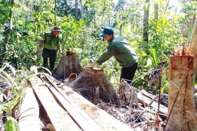 Gần 1.500ha rừng bị thiệt hại trong năm 2020