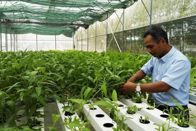 Bình Phước phấn đấu trở thành địa phương đi đầu về phát triển nông nghiệp công nghệ cao