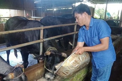 Hà Nội: Nông dân thu nghìn tỷ từ chăn nuôi bò thịt chất lượng cao