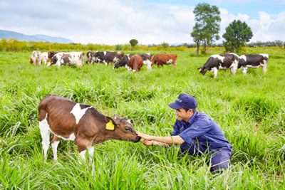 Vinamilk đạt chứng nhận trang trại bò sữa Organic đầu tiên tại Việt Nam