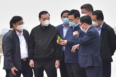 [Ảnh] Bí thư Thành ủy, Chủ tịch UBND TP Hà Nội xuống đồng động viên nông dân sản xuất vụ xuân