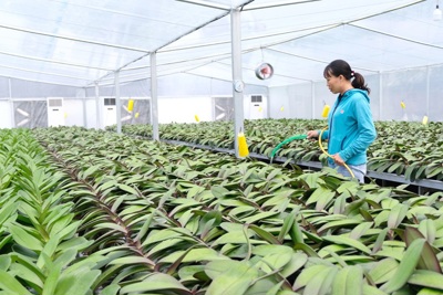 Thanh Oai phát triển nông nghiệp sinh thái
