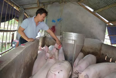 Nông dân Đồng Nai bán tháo trại chăn nuôi vì lợn tụt giá thảm