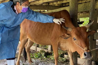 Bệnh viêm da nổi cục trên trâu, bò xuất hiện tại Hà Nội