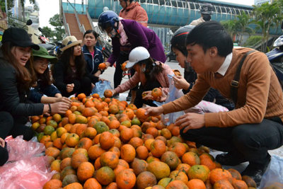 Hỗ trợ bà con, nâng cao thương hiệu cam Hà Giang