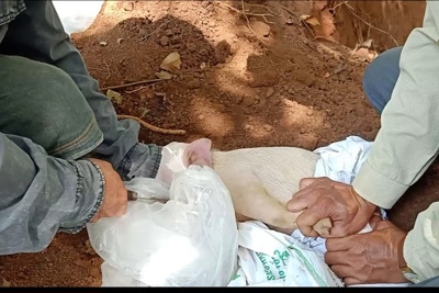 Phát hiện hố chôn lậu 138 con lợn, bốc mùi hôi thối ở Đồng Nai