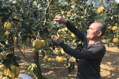 Phát triển cây ăn quả có múi: Kiểm soát chặt để giảm rủi ro