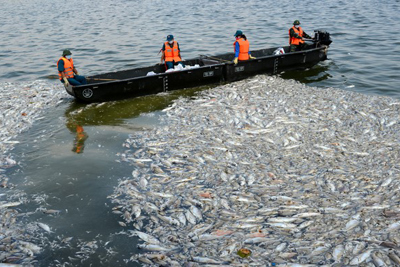 Hà Nội công bố nguyên nhân gây cá chết tại các hồ thời gian qua