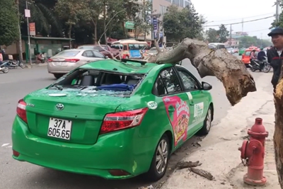 Nghệ An: Tài xế taxi và hành khách hú vía khi cành cây bất ngờ rơi xuống nóc xe