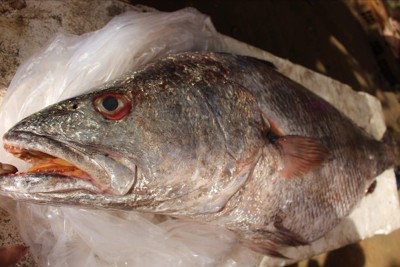 Quảng Ngãi: Bắt được cá lớn nghi là sủ vàng quý hiếm