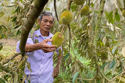 Quảng Ngãi: Khôi phục vùng chuyên canh cây ăn trái gặp nhiều khó khăn
