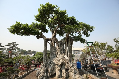 [Ảnh] Cây sanh cổ dáng ‘‘khủng’’ độc đáo tại Festival sinh vật cảnh TP Hà Nội