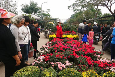 Nhộn nhịp chợ hoa ngày giáp Tết