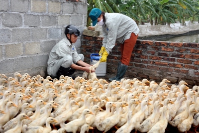 Xuất hiện thêm 1 ổ dịch cúm gia cầm tại Quảng Ninh