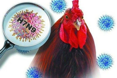 Virus cúm A/H7N9 thay đổi độc lực