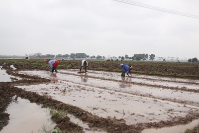 Hà Nội: Nhiều địa phương chưa gieo cấy vụ Xuân 2021
