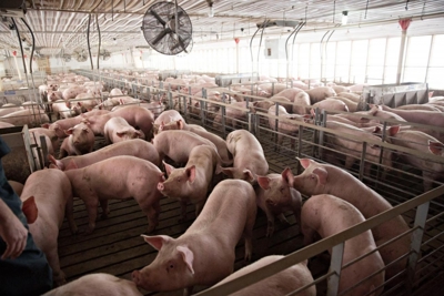 Giá lợn hơi hôm nay 13/12: Dao động từ 67.000 - 72.000 đồng/kg