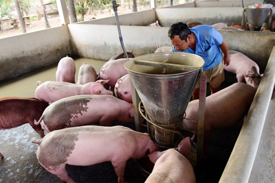 Giá lợn hơi hôm nay 31/12: Nguồn cung thiếu, giá lợn tiếp đà tăng mạnh