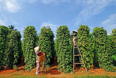 Giá tiêu hôm nay 24/1: Xu hướng tăng ở Gia Lai, Đồng Nai