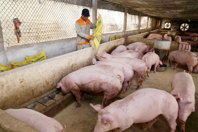 Giá lợn hơi hôm nay 4/1: Cao nhất đạt 80.000 đồng/kg