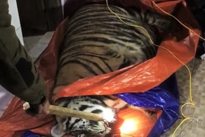 Cá thể Hổ nặng khoảng 250 kg được phát hiện trong nhà dân tại Hà Tĩnh
