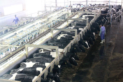 Việt Nam đã có giống bò sữa cho sản lượng 12.000 lít/chu kỳ/năm