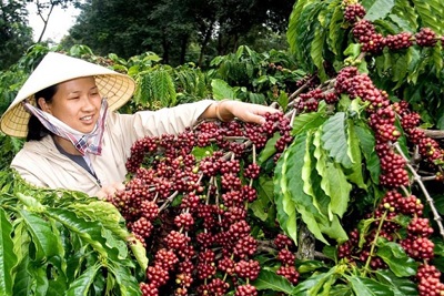 Giá cà phê hôm nay 10/12: Quá nhiều khó khăn cho cà phê cuối năm, giá Arabica quay đầu giảm sâu