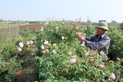 Kinh tế huyện Mê Linh dự kiến tăng trưởng 7,7% trong năm 2020
