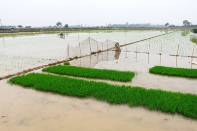 Tỷ lệ gieo cấy vụ Xuân 2021 của Hà Nội mới đạt 6,5%