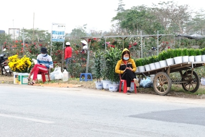 [Ảnh] Vắng người mua, giá hoa Tết tại huyện Mê Linh giảm gần 50%