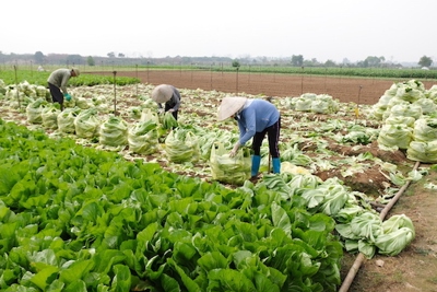 Hà Nội: Vì sao nông sản ở huyện Mê Linh rớt giá?