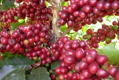 Giá cà phê hôm nay 1/12: Biến động nhẹ phiên đầu tháng, dự báo giá cà phê toàn cầu tiếp tục tăng
