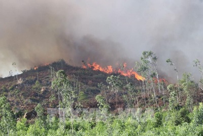 Quảng Ninh: Dập tắt vụ cháy rừng ở TP Hạ Long